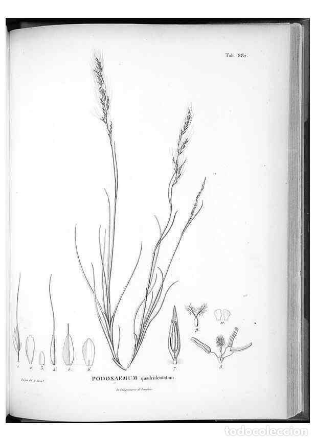 Collectionnisme de Revues et Journaux: Reproducci&oacute;n/Reproduction 49556913012: Nova genera et species plantarum :. Antverpiae :Ex officina C