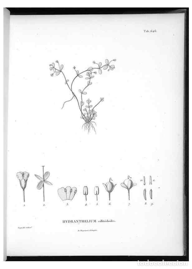 Collectionnisme de Revues et Journaux: Reproducci&oacute;n/Reproduction 49556183838: Nova genera et species plantarum :. Antverpiae :Ex officina C
