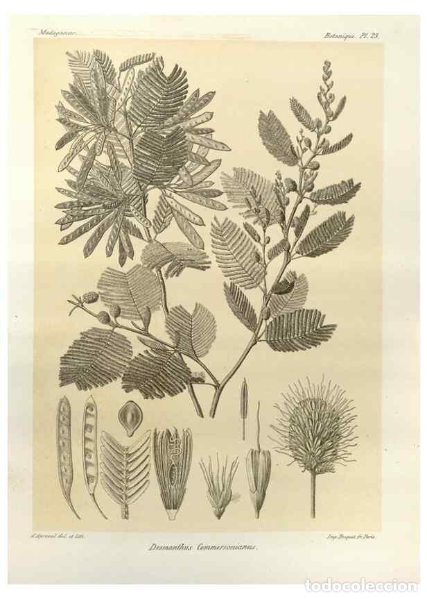 Collectionnisme de Revues et Journaux: Reproducci&oacute;n/Reproduction 49785833836: Histoire physique, naturelle, et politique de Madagascar. Par