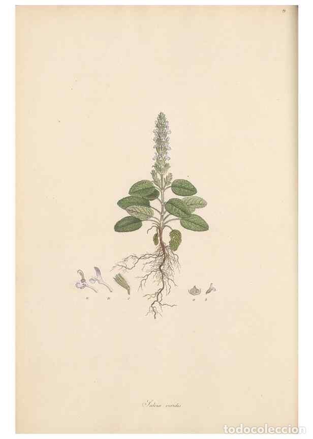 Collectionnisme de Revues et Journaux: Reproducci&oacute;n/Reproduction 49556768121: Flora Graeca, sive, Plantarum rariorum historia, quas in prov