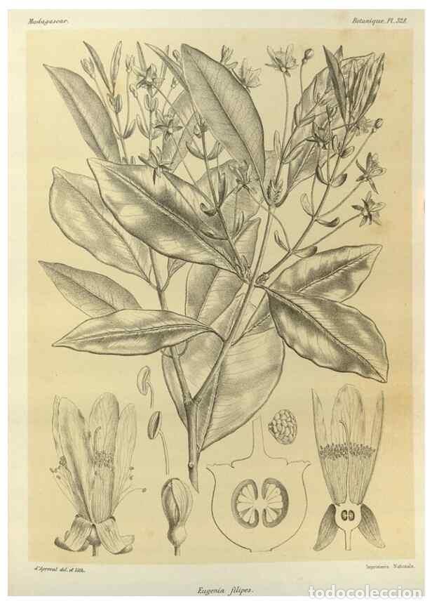 Collectionnisme de Revues et Journaux: Reproducci&oacute;n/Reproduction 49785510843: Histoire physique, naturelle, et politique de Madagascar. Par