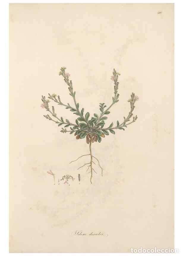 Collectionnisme de Revues et Journaux: Reproducci&oacute;n/Reproduction 49557556466: Flora Graeca, sive, Plantarum rariorum historia, quas in prov