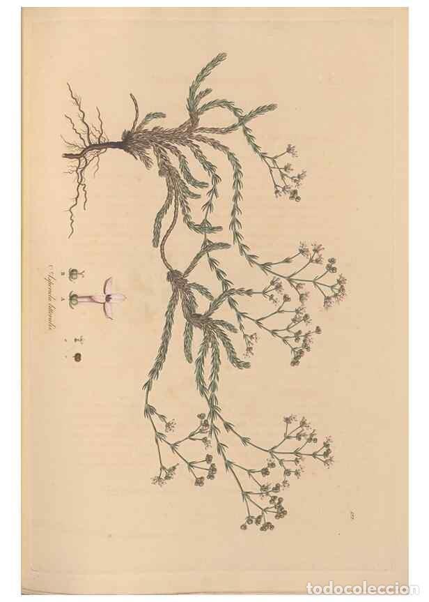 Collectionnisme de Revues et Journaux: Reproducci&oacute;n/Reproduction 49556865896: Flora Graeca, sive, Plantarum rariorum historia, quas in prov