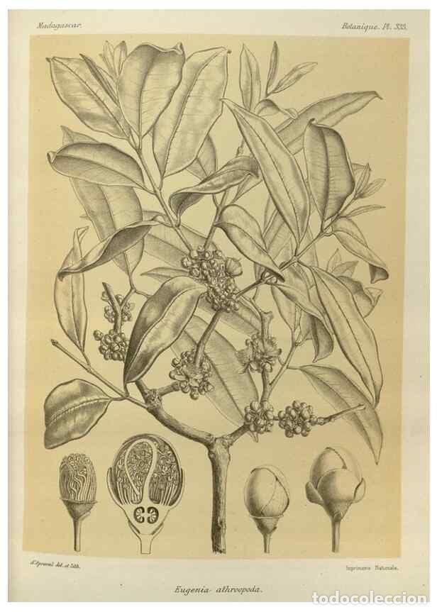 Collectionnisme de Revues et Journaux: Reproducci&oacute;n/Reproduction 49786370052: Histoire physique, naturelle, et politique de Madagascar. Par