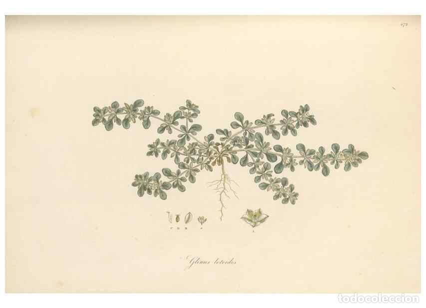 Collectionnisme de Revues et Journaux: Reproducci&oacute;n/Reproduction 49557079093: Flora Graeca, sive, Plantarum rariorum historia, quas in prov