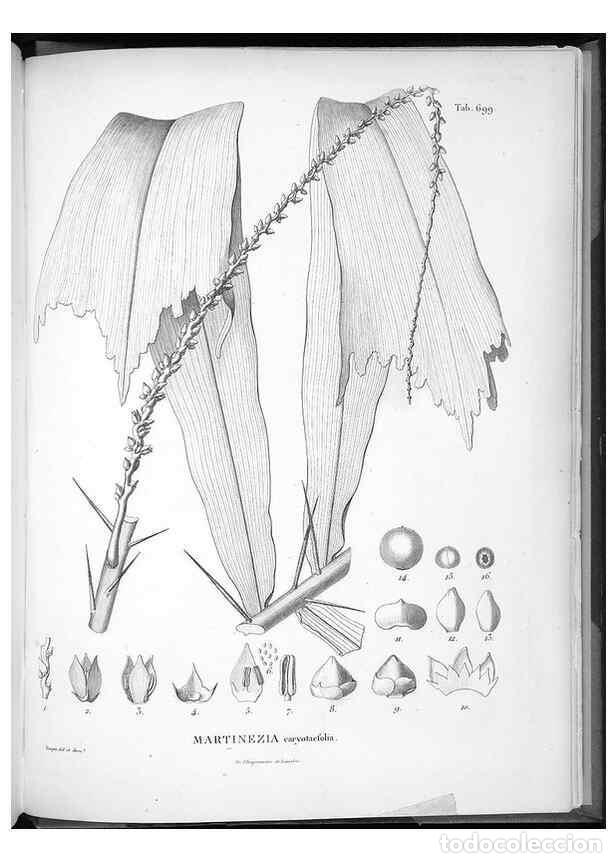 Collectionnisme de Revues et Journaux: Reproducci&oacute;n/Reproduction 49556932512: Nova genera et species plantarum :. Antverpiae :Ex officina C
