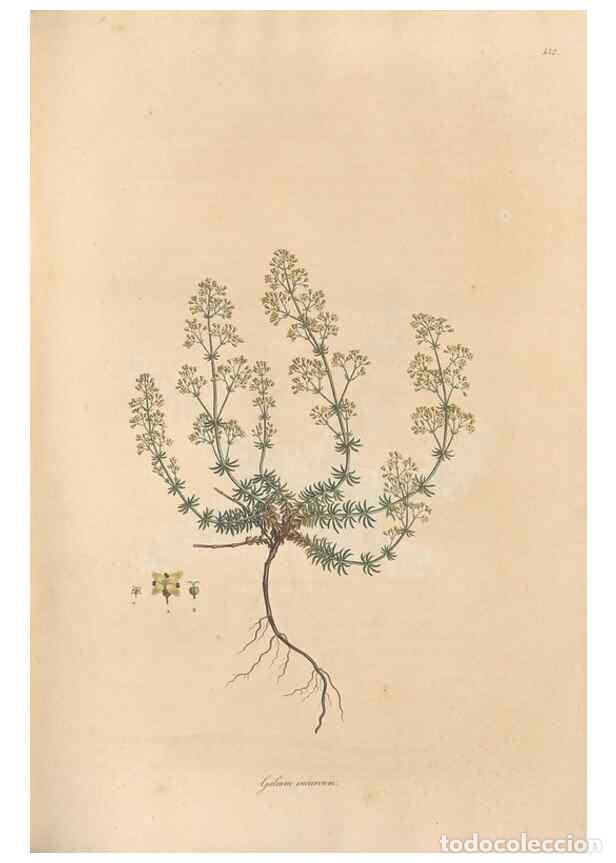 Collectionnisme de Revues et Journaux: Reproducci&oacute;n/Reproduction 49557105177: Flora Graeca, sive, Plantarum rariorum historia, quas in prov