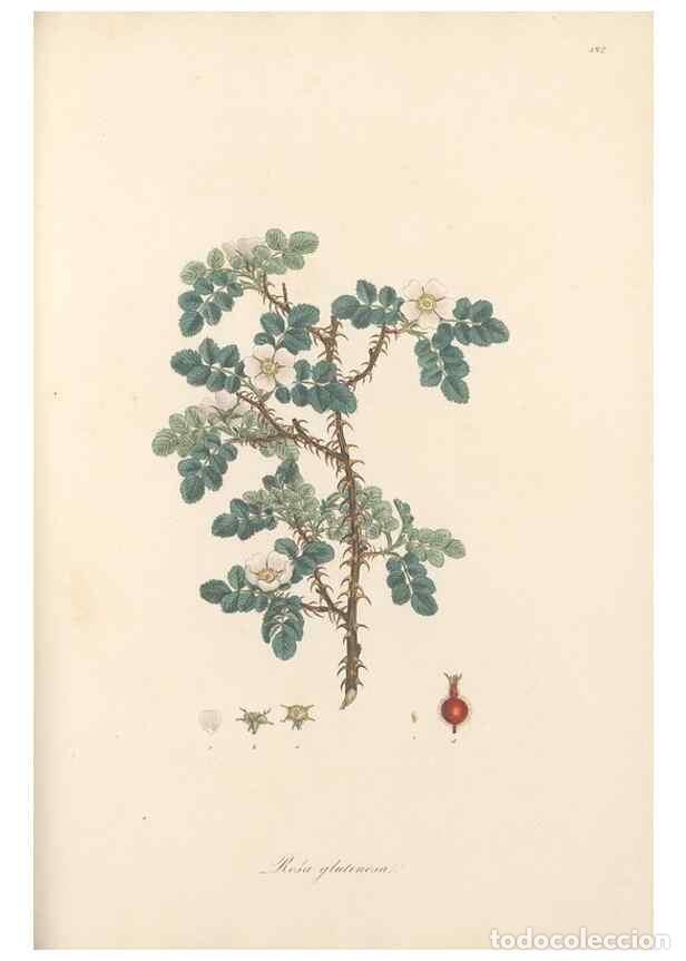 Collectionnisme de Revues et Journaux: Reproducci&oacute;n/Reproduction 49557580106: Flora Graeca, sive, Plantarum rariorum historia, quas in prov