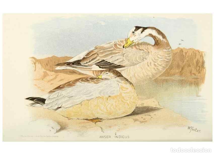 Collectionnisme de Revues et Journaux: Reproducci&oacute;n/Reproduction 49785707831: Indian sporting birds /. London :Francis Edwards,1915.. - Fin