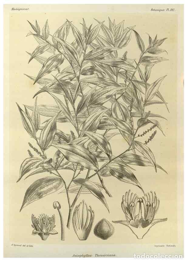 Collectionnisme de Revues et Journaux: Reproducci&oacute;n/Reproduction 49786368552: Histoire physique, naturelle, et politique de Madagascar. Par