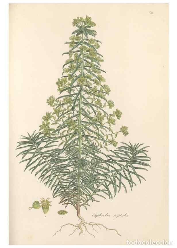 Collectionnisme de Revues et Journaux: Reproducci&oacute;n/Reproduction 49557574466: Flora Graeca, sive, Plantarum rariorum historia, quas in prov