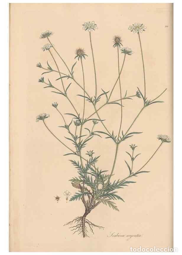 Sammeln von Zeitschriften und Zeitungen: Reproducci&oacute;n/Reproduction 49556362933: Flora Graeca, sive, Plantarum rariorum historia, quas in prov