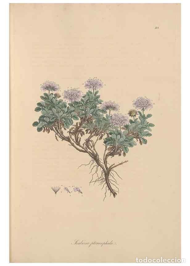 Sammeln von Zeitschriften und Zeitungen: Reproducci&oacute;n/Reproduction 49556862491: Flora Graeca, sive, Plantarum rariorum historia, quas in prov