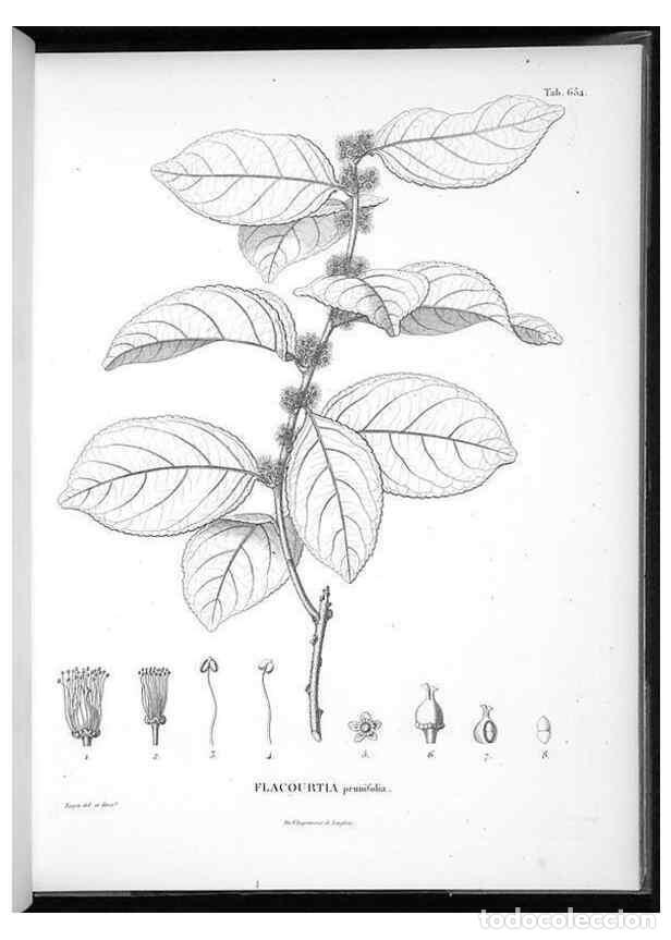 Sammeln von Zeitschriften und Zeitungen: Reproducci&oacute;n/Reproduction 49556669961: Nova genera et species plantarum :. Antverpiae :Ex officina C