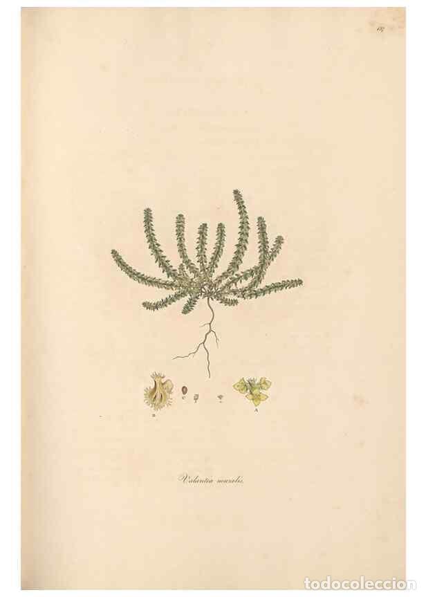 Sammeln von Zeitschriften und Zeitungen: Reproducci&oacute;n/Reproduction 49556870801: Flora Graeca, sive, Plantarum rariorum historia, quas in prov