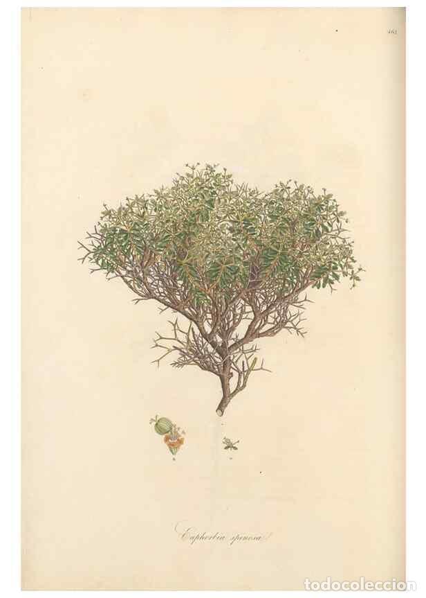 Sammeln von Zeitschriften und Zeitungen: Reproducci&oacute;n/Reproduction 49557572786: Flora Graeca, sive, Plantarum rariorum historia, quas in prov