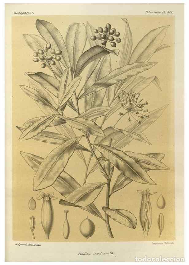 Sammeln von Zeitschriften und Zeitungen: Reproducci&oacute;n/Reproduction 49786366637: Histoire physique, naturelle, et politique de Madagascar. Par