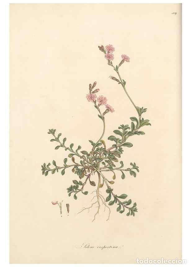 Sammeln von Zeitschriften und Zeitungen: Reproducci&oacute;n/Reproduction 49557556171: Flora Graeca, sive, Plantarum rariorum historia, quas in prov