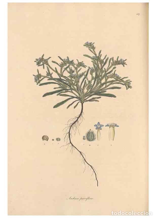 Sammeln von Zeitschriften und Zeitungen: Reproducci&oacute;n/Reproduction 49557117152: Flora Graeca, sive, Plantarum rariorum historia, quas in prov