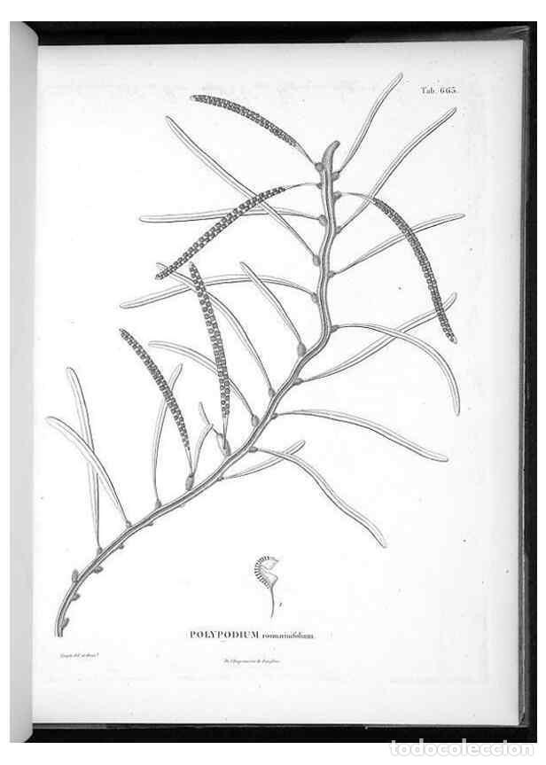 Sammeln von Zeitschriften und Zeitungen: Reproducci&oacute;n/Reproduction 49556175063: Nova genera et species plantarum :. Antverpiae :Ex officina C