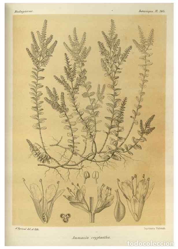 Sammeln von Zeitschriften und Zeitungen: Reproducci&oacute;n/Reproduction 49785523083: Histoire physique, naturelle, et politique de Madagascar. Par