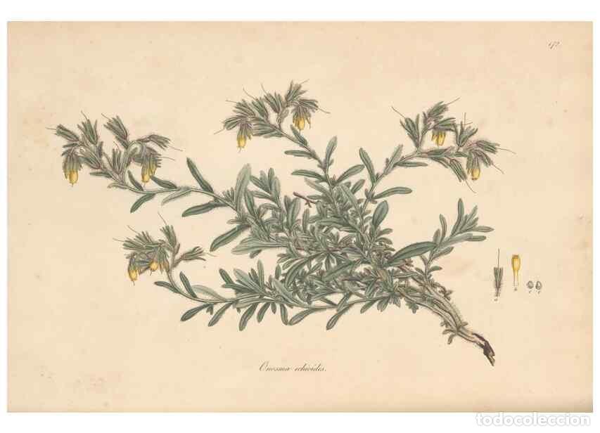 Sammeln von Zeitschriften und Zeitungen: Reproducci&oacute;n/Reproduction 49557118762: Flora Graeca, sive, Plantarum rariorum historia, quas in prov