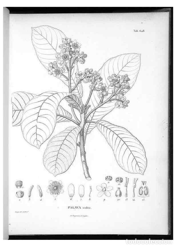Sammeln von Zeitschriften und Zeitungen: Reproducci&oacute;n/Reproduction 49556171843: Nova genera et species plantarum :. Antverpiae :Ex officina C