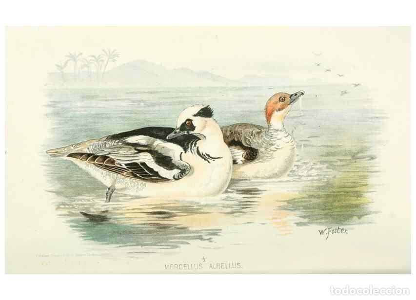 Sammeln von Zeitschriften und Zeitungen: Reproducci&oacute;n/Reproduction 49785703546: Indian sporting birds /. London :Francis Edwards,1915.. - Fin