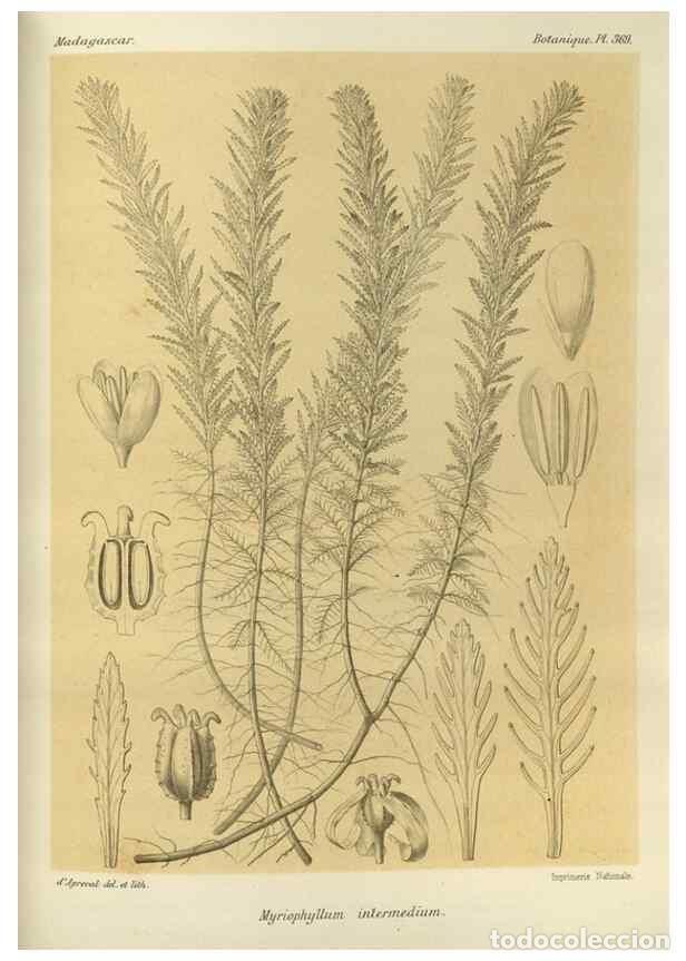 Sammeln von Zeitschriften und Zeitungen: Reproducci&oacute;n/Reproduction 49786382957: Histoire physique, naturelle, et politique de Madagascar. Par