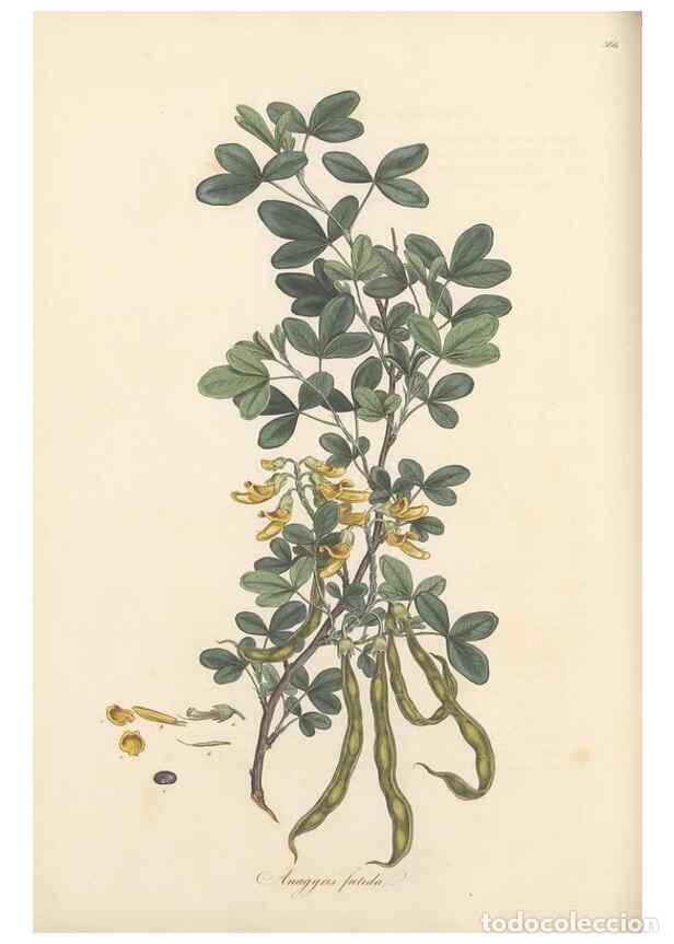 Sammeln von Zeitschriften und Zeitungen: Reproducci&oacute;n/Reproduction 49556885038: Flora Graeca, sive, Plantarum rariorum historia, quas in prov