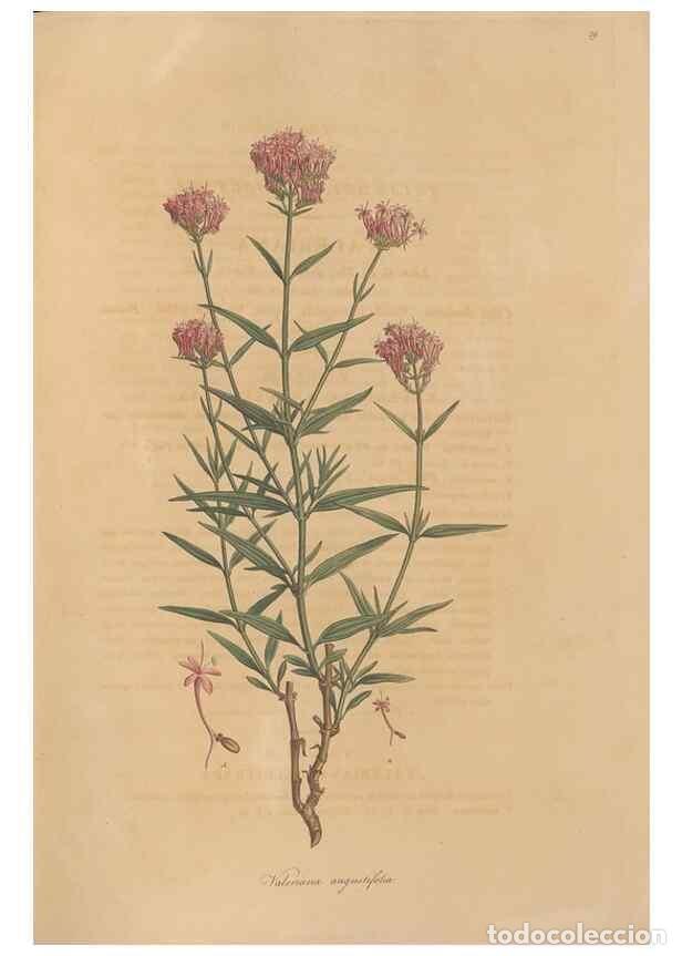 Collectionnisme de Revues et Journaux: Reproducci&oacute;n/Reproduction 49557008212: Flora Graeca, sive, Plantarum rariorum historia, quas in prov