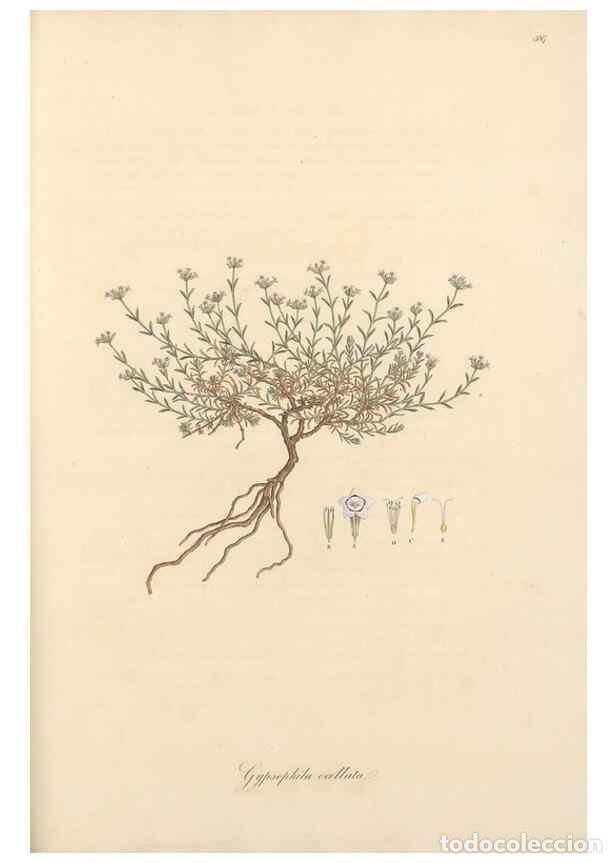 Collectionnisme de Revues et Journaux: Reproducci&oacute;n/Reproduction 49557391326: Flora Graeca, sive, Plantarum rariorum historia, quas in prov