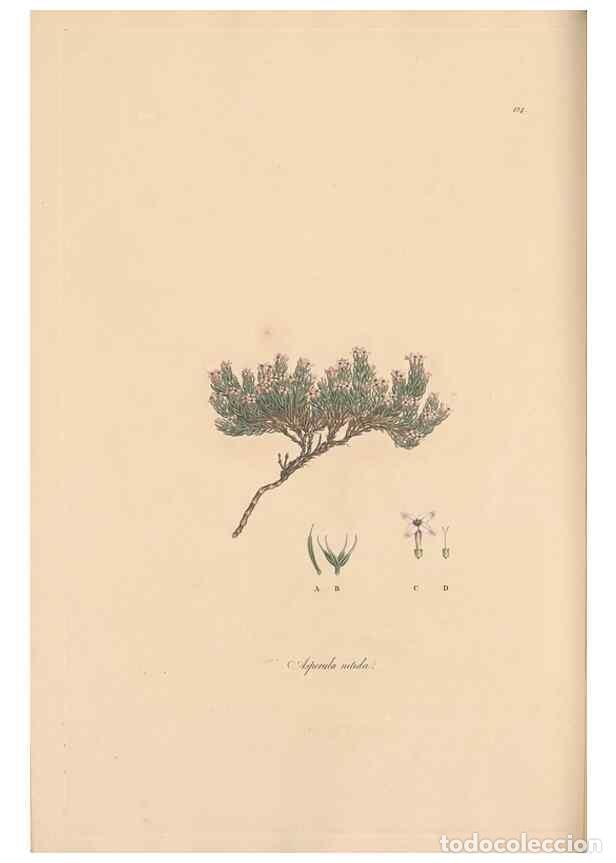 Collectionnisme de Revues et Journaux: Reproducci&oacute;n/Reproduction 49556866571: Flora Graeca, sive, Plantarum rariorum historia, quas in prov