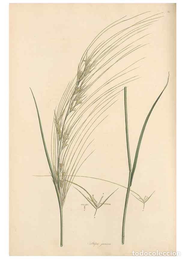 Collectionnisme de Revues et Journaux: Reproducci&oacute;n/Reproduction 49557035307: Flora Graeca, sive, Plantarum rariorum historia, quas in prov