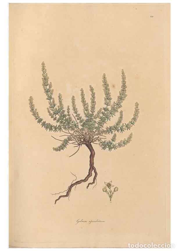 Collectionnisme de Revues et Journaux: Reproducci&oacute;n/Reproduction 49556370173: Flora Graeca, sive, Plantarum rariorum historia, quas in prov