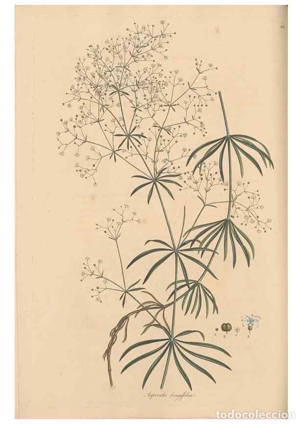 Collectionnisme de Revues et Journaux: Reproducci&oacute;n/Reproduction 49556864366: Flora Graeca, sive, Plantarum rariorum historia, quas in prov