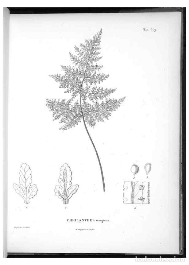 Collectionnisme de Revues et Journaux: Reproducci&oacute;n/Reproduction 49556924787: Nova genera et species plantarum :. Antverpiae :Ex officina C