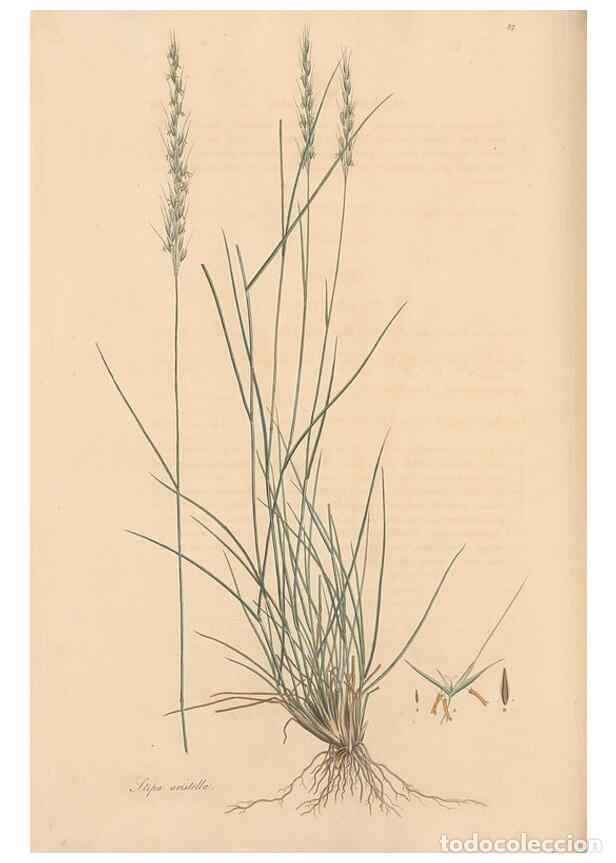 Collectionnisme de Revues et Journaux: Reproducci&oacute;n/Reproduction 49557035817: Flora Graeca, sive, Plantarum rariorum historia, quas in prov