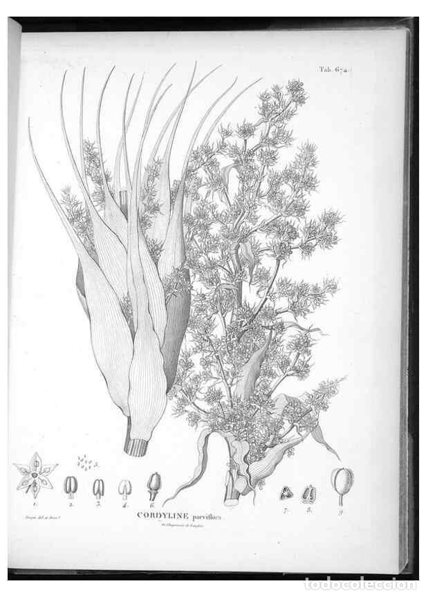 Collectionnisme de Revues et Journaux: Reproducci&oacute;n/Reproduction 49556191993: Nova genera et species plantarum :. Antverpiae :Ex officina C