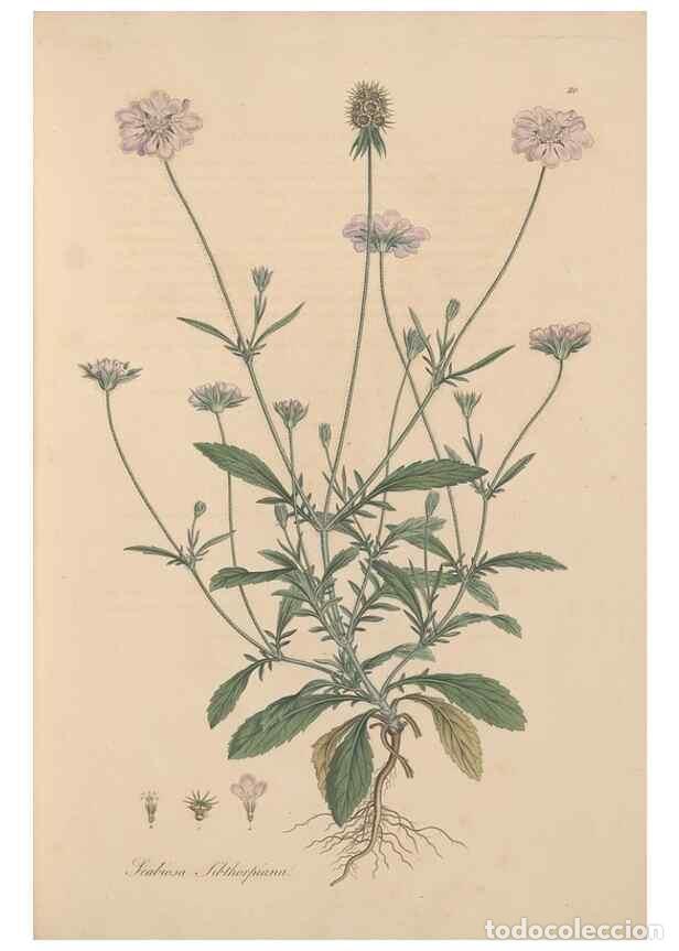 Collectionnisme de Revues et Journaux: Reproducci&oacute;n/Reproduction 49556363518: Flora Graeca, sive, Plantarum rariorum historia, quas in prov