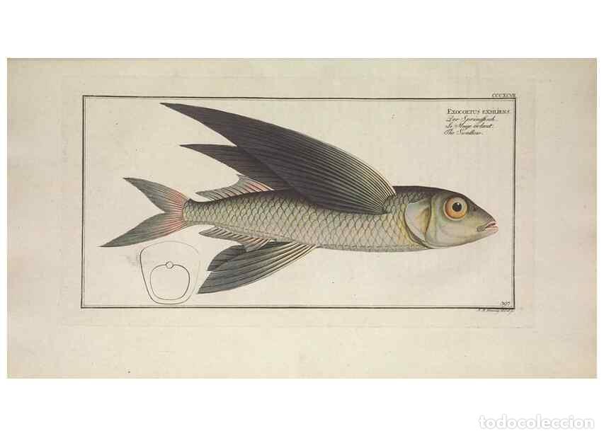 Collectionnisme de Revues et Journaux: Reproducci&oacute;n/Reproduction 49774039083: Ichtyologie, ou, Histoire naturelle, g&eacute;n&eacute;rale et particuli&egrave;re