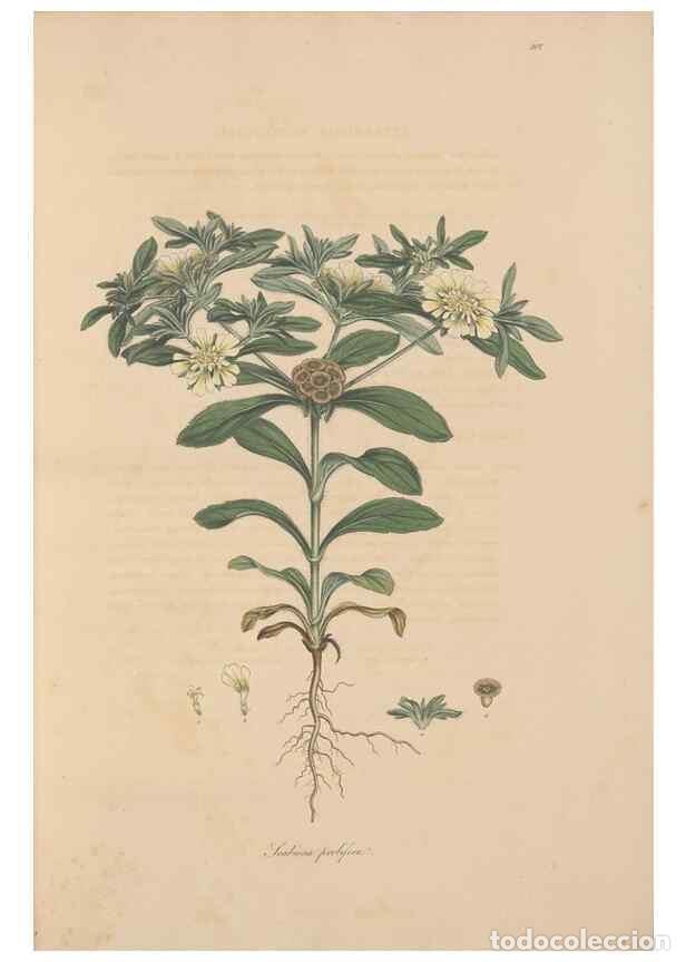 Collectionnisme de Revues et Journaux: Reproducci&oacute;n/Reproduction 49557096947: Flora Graeca, sive, Plantarum rariorum historia, quas in prov