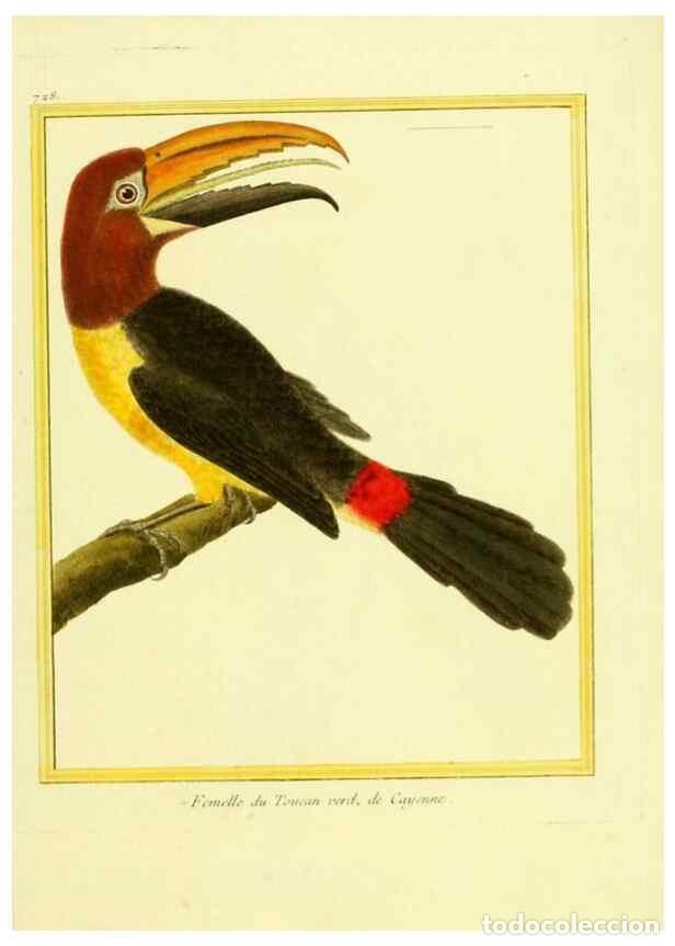 Collezionismo di Riviste e Giornali: Reproducci&oacute;n/Reproduction 49640134326: Planches enlumin&eacute;es d'histoire naturelle. Paris? :s.n.,1765-1