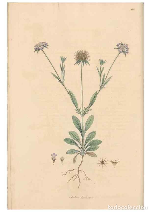 Collezionismo di Riviste e Giornali: Reproducci&oacute;n/Reproduction 49556861286: Flora Graeca, sive, Plantarum rariorum historia, quas in prov