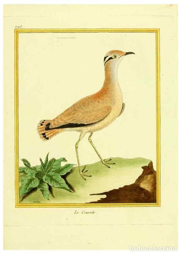 Collezionismo di Riviste e Giornali: Reproducci&oacute;n/Reproduction 49640425717: Planches enlumin&eacute;es d'histoire naturelle. Paris? :s.n.,1765-1