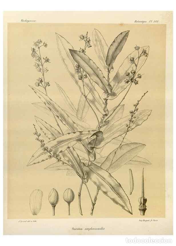 Collezionismo di Riviste e Giornali: Reproducci&oacute;n/Reproduction 49785364558: Histoire physique, naturelle, et politique de Madagascar. Par