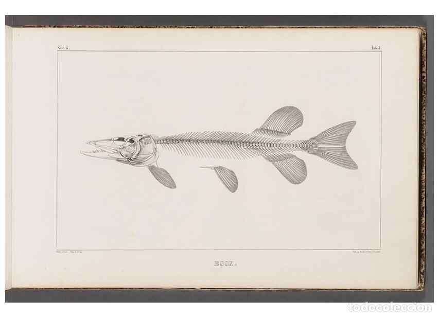 Collezionismo di Riviste e Giornali: Reproducci&oacute;n/Reproduction 49640564552: Recherches sur les poissons fossiles ... /. Neuchatel :Petitp