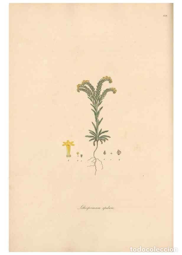 Collezionismo di Riviste e Giornali: Reproducci&oacute;n/Reproduction 49557113927: Flora Graeca, sive, Plantarum rariorum historia, quas in prov