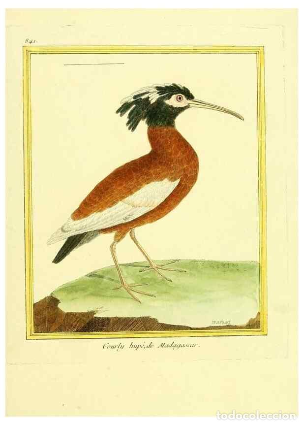 Collezionismo di Riviste e Giornali: Reproducci&oacute;n/Reproduction 49639938153: Planches enlumin&eacute;es d'histoire naturelle. Paris? :s.n.,1765-1