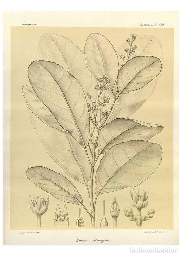 Collezionismo di Riviste e Giornali: Reproducci&oacute;n/Reproduction 49785362203: Histoire physique, naturelle, et politique de Madagascar. Par